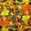 001 Pflanzen - 3 lagig - Molca